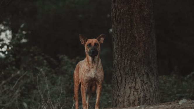 Un chien à un arbre