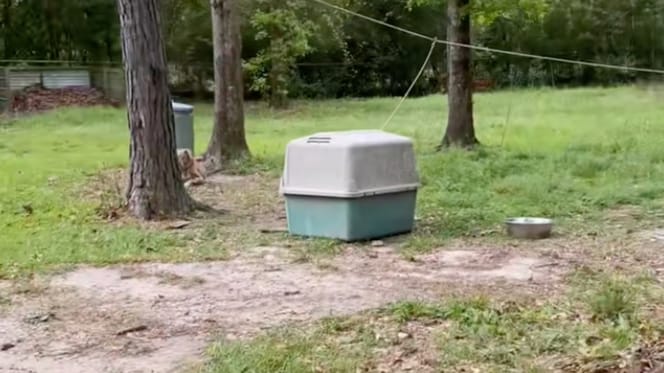 Un chien abandonné dans sa niche