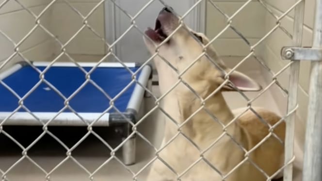 A dog abandoned at a shelter