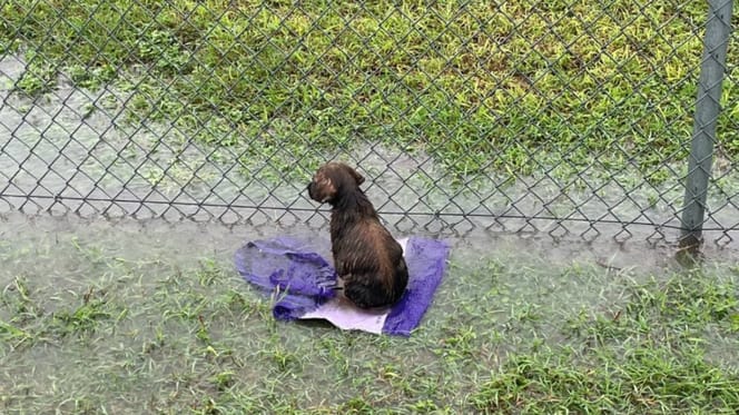 Un chien abandonné dans un sac d'oignons