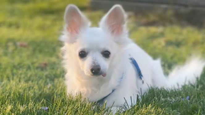 Un chien abandonné pour être euthanasié