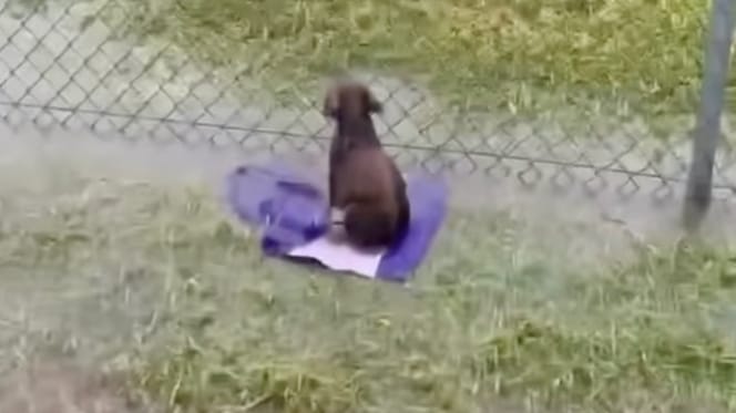 An abandoned dog in the rain