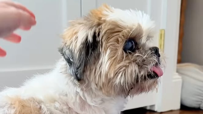 Un chien âgé