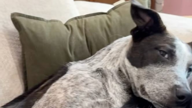 Un chien allongé avec un autre