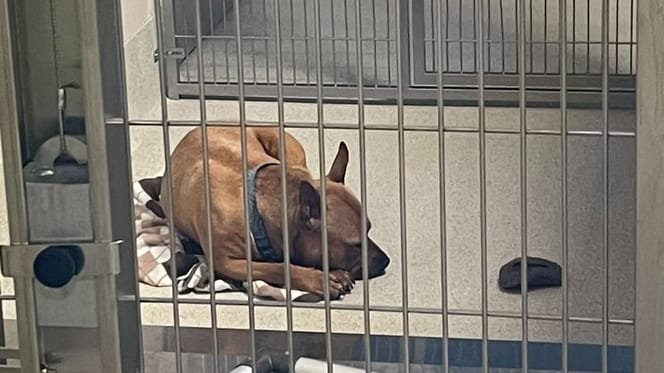 A dog lying in his kennel at a rescue centre