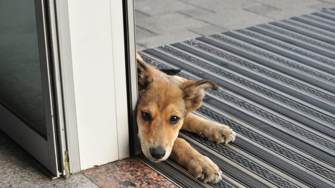 Un chien allongé près d'une porte