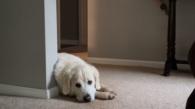 A dog lying on the carpet in his home