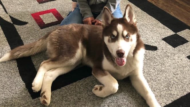 A dog lying on a rug