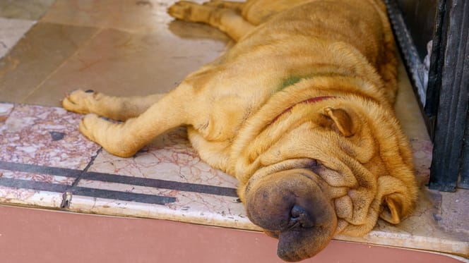 Een hond die op een terras ligt