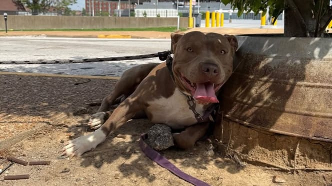 Un chien attaché à un pot de fleurs
