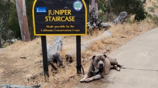 Un chien attaché à un poteau