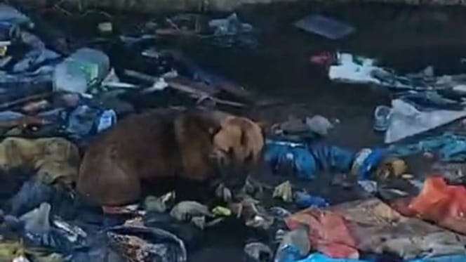 Un cane in mezzo ai rifiuti