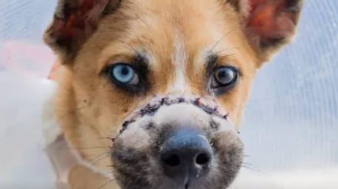 een hond met een dichtgebonden snuit