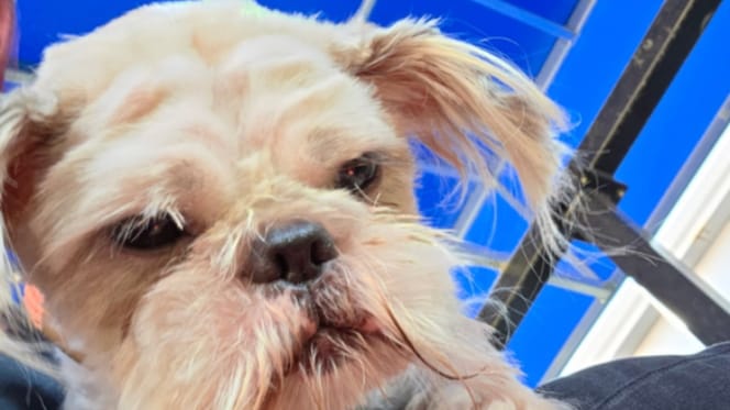 A dog with matted fur