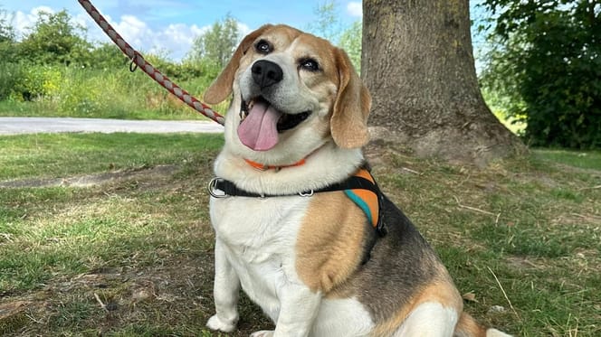 Un chien Beagle disponible à l'adoption
