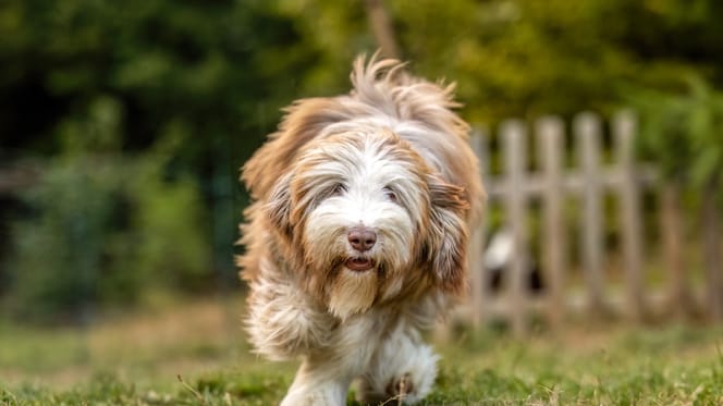 Ein Hund der Rasse Bearded Collie