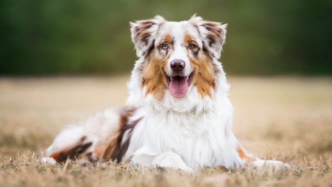 Un chien berger australien
