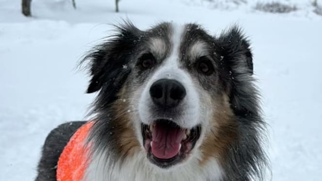 Un cane Pastore Australiano nella neve
