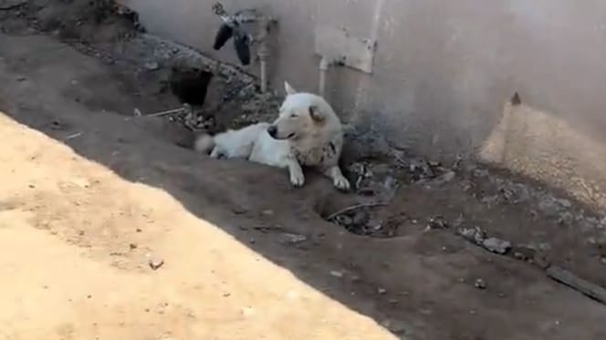 Un cane bianco