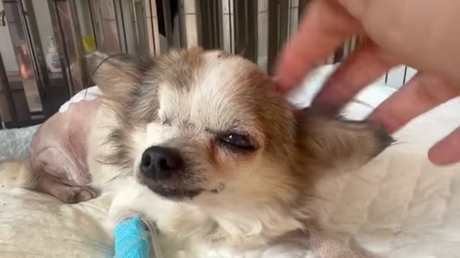 un chien blessé