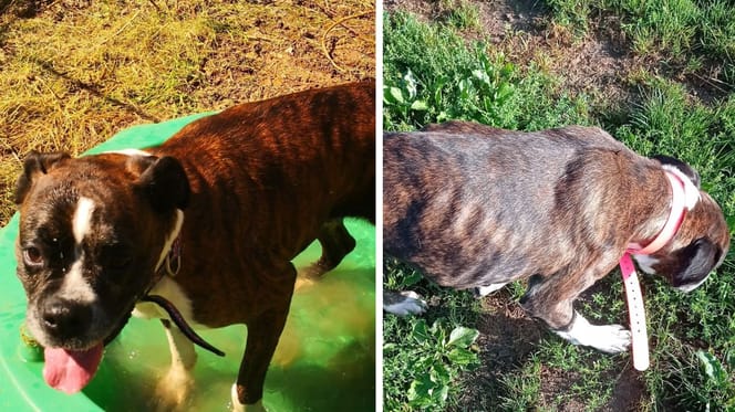 A Boxer dog before and after adoption
