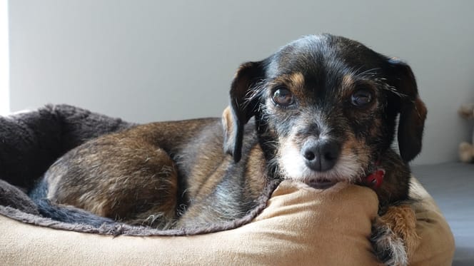 Een rustige hond in zijn mand