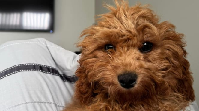 Een cavapoo hond