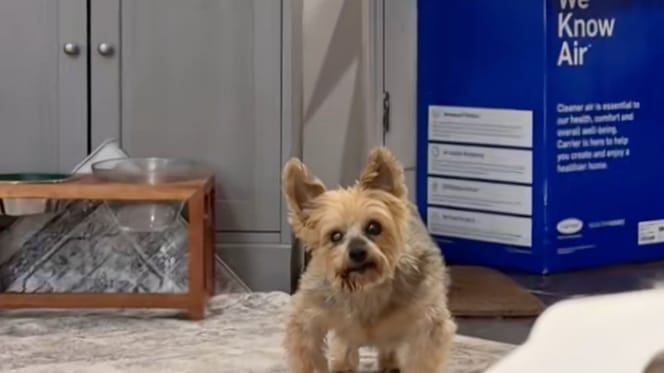 Een hond bij de dierenarts