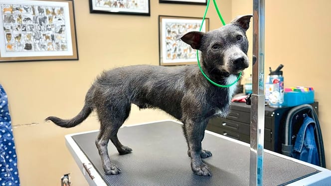 Un chien chez le vétérinaire