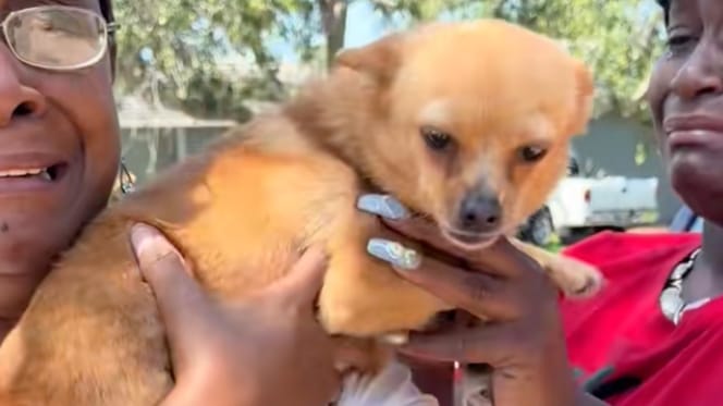 Een chihuahua