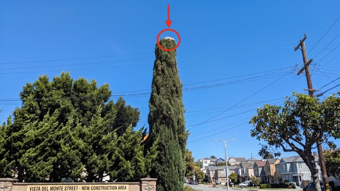 Un chien coincé au sommet d'un arbre