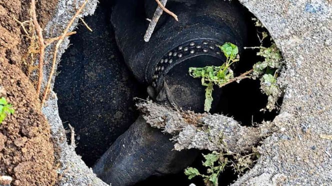 Un perro atrapado en un pozo de drenaje