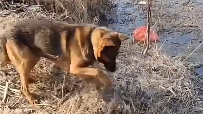 Un chien dans la forêt pendant les incendies en Algérie