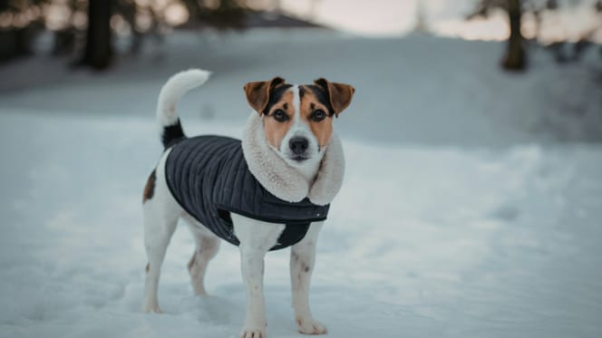 Un chien dans la neige avec un manteau