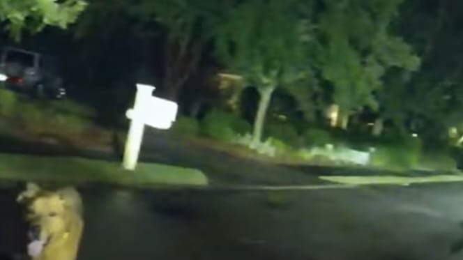 Ein Hund in der Nacht