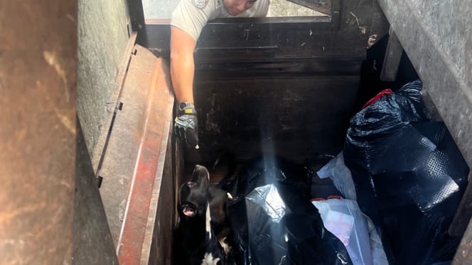 Un chien dans le fond d'une benne à ordures