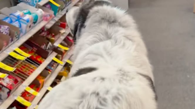 Un chien dans un magasin