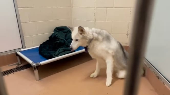 Un chien dans un refuge