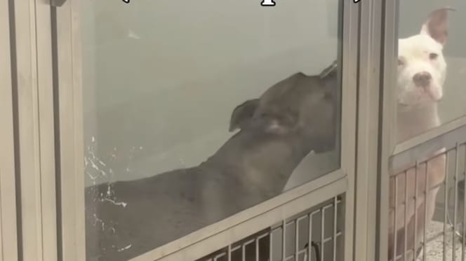 Un chien dans un refuge