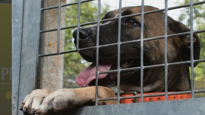 Un chien dans un refuge