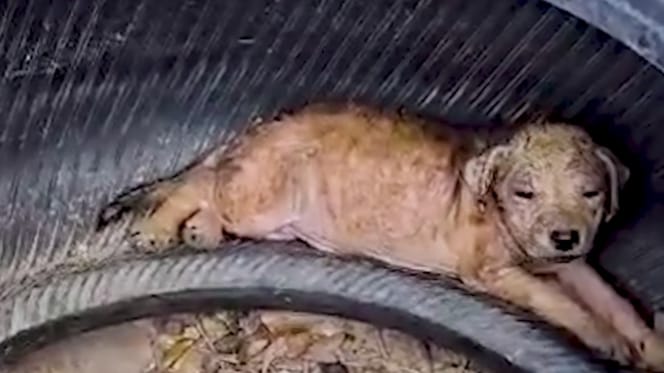 Een puppy in een oude autoband