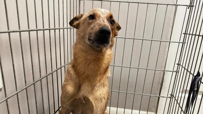 Een hond in een hok bij de dierenarts