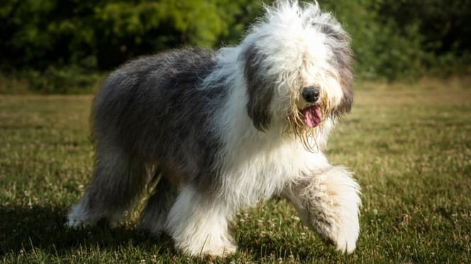 Un chien de race Bobtail