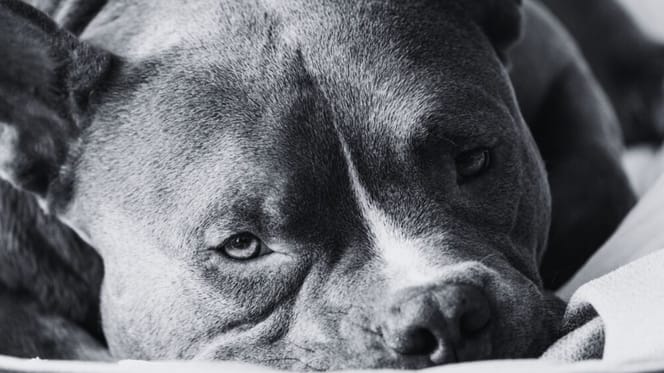 Un chien de race Bully