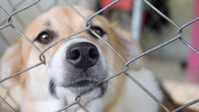 Un chien derrière une grille de refuge