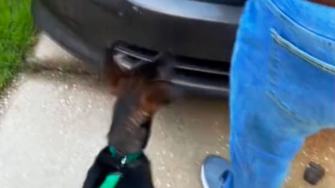 Un perro frente a un coche