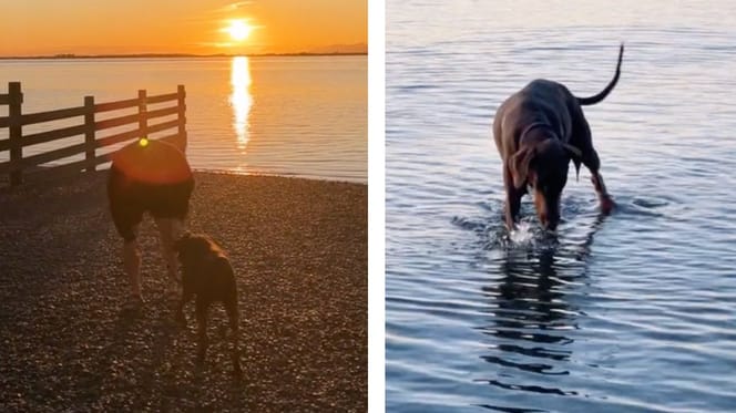 Doberman w parku