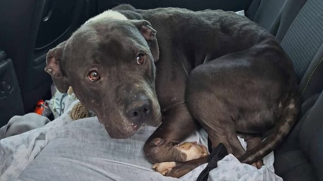 Un cane ceduto su leboncoin