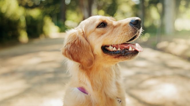 Un chien en été