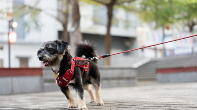 Ein Hund bei einem Spaziergang im Sommer